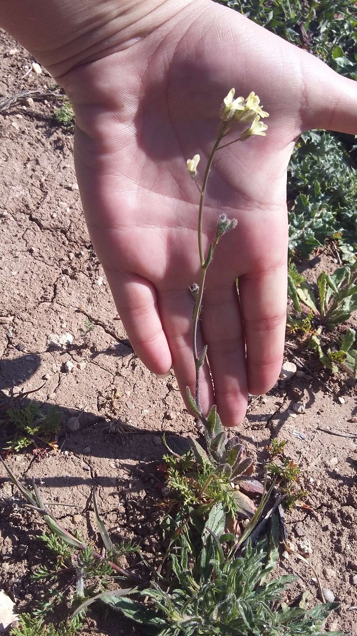 صورة Camelina rumelica Velen.