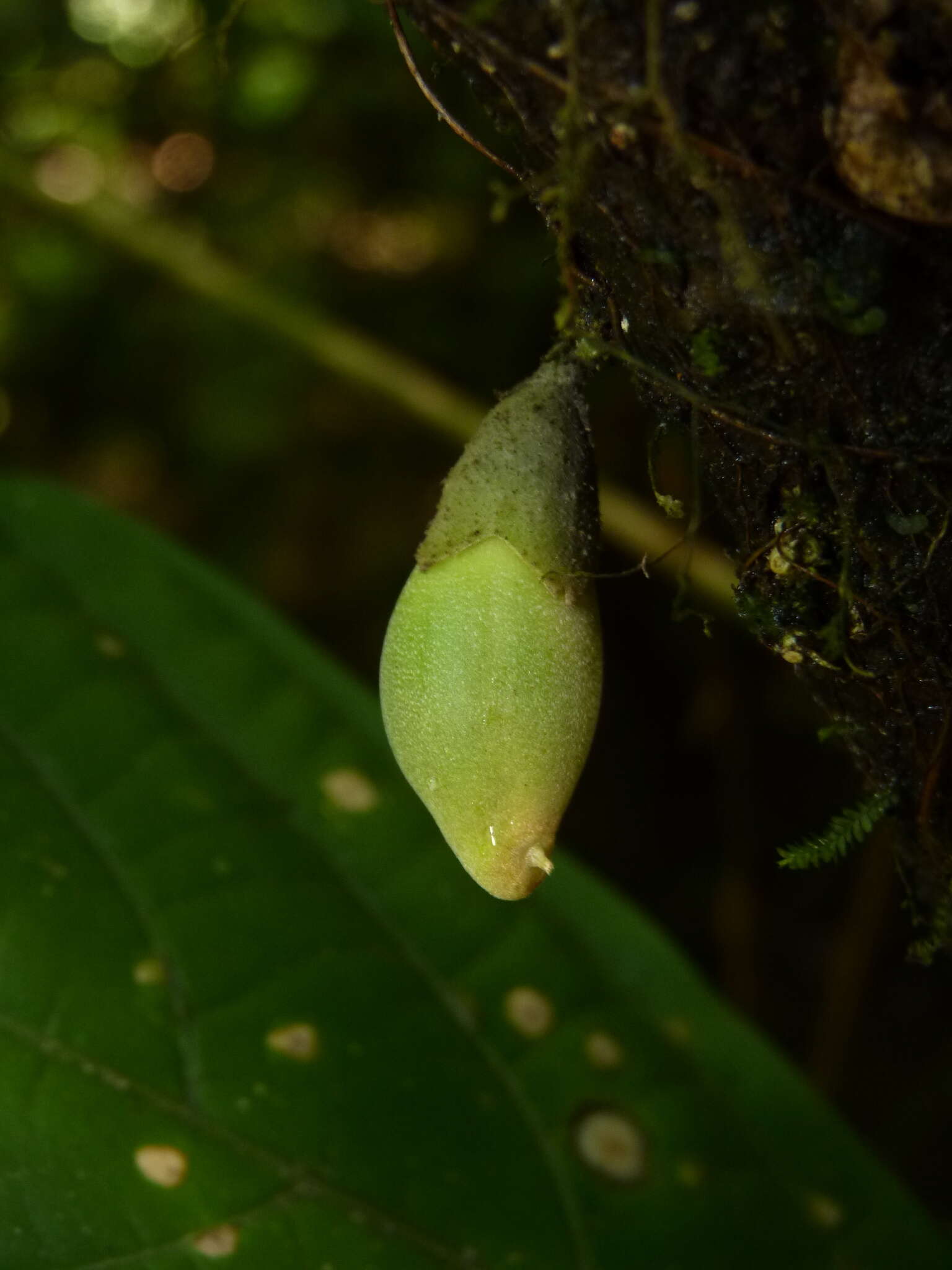 Image of Quararibea pumila W. S. Alverson