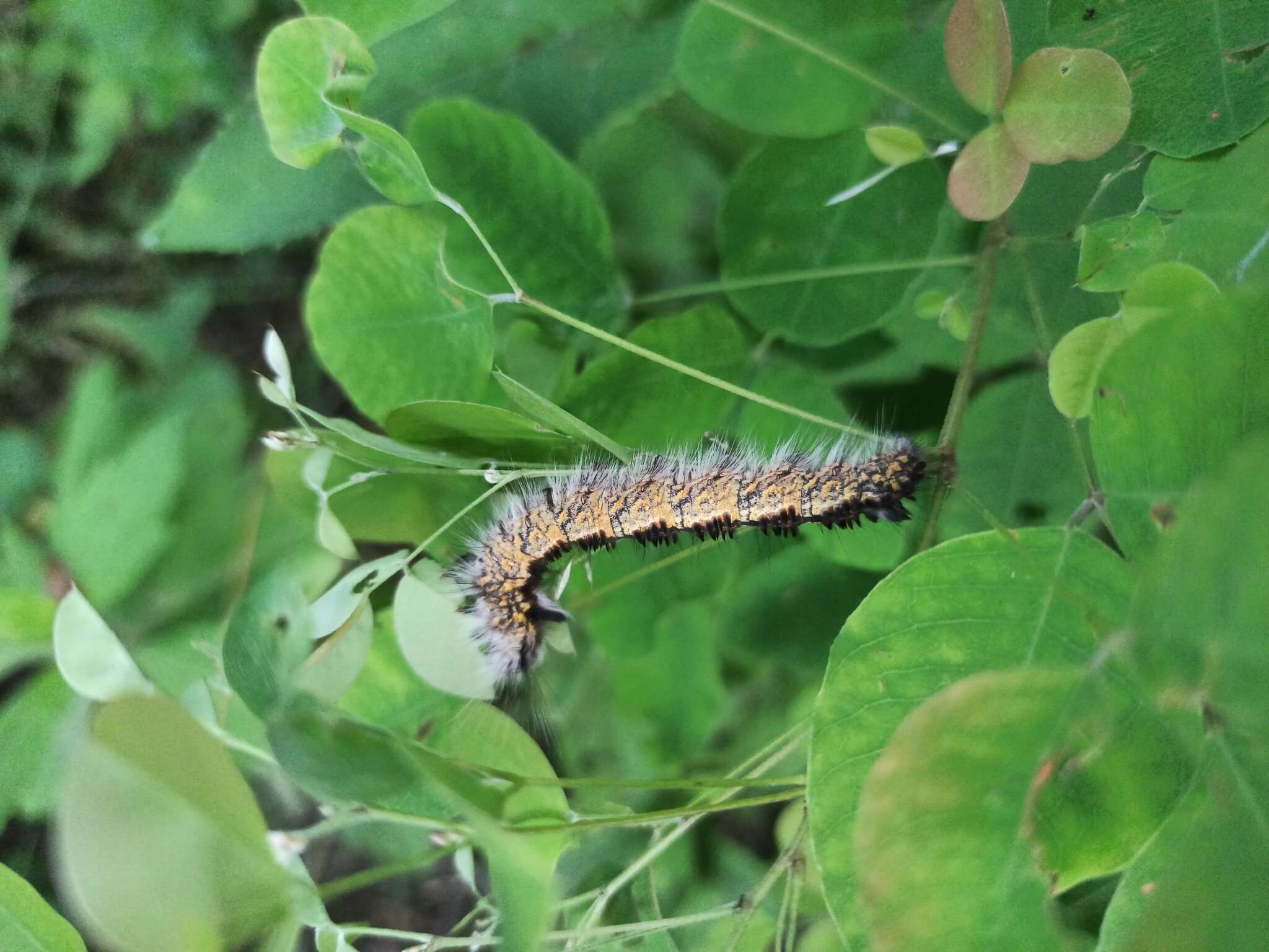 Слика од Euthrix laeta Walker 1855