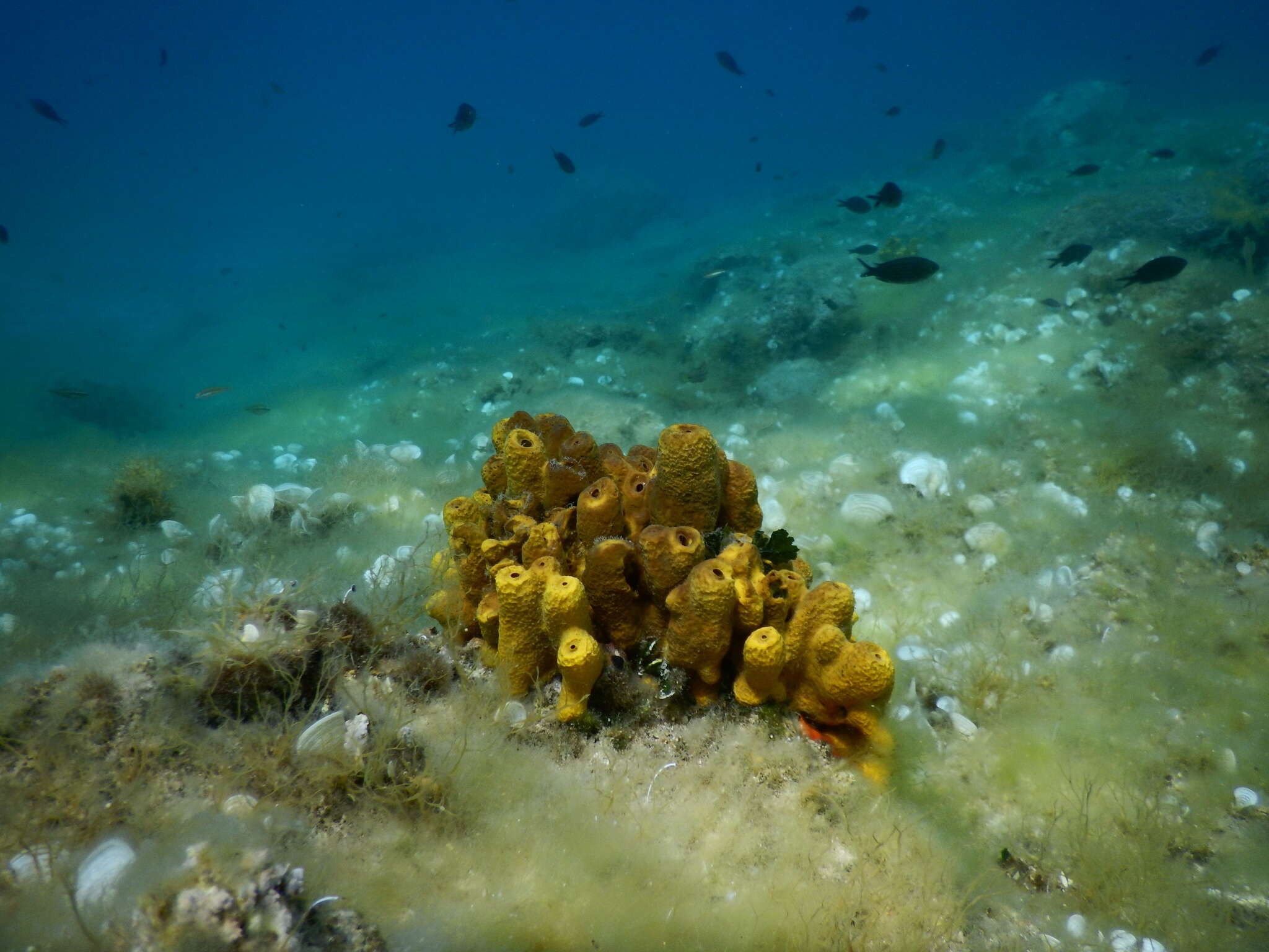 Image of aureate sponge
