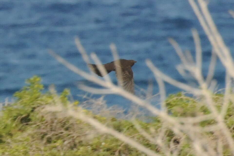 Turdus merula syriacus Hemprich & Ehrenberg 1833 resmi