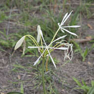 Image of Crinum arenarium Herb.