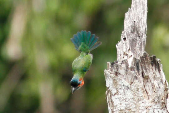 Image of Black-eared Barbet