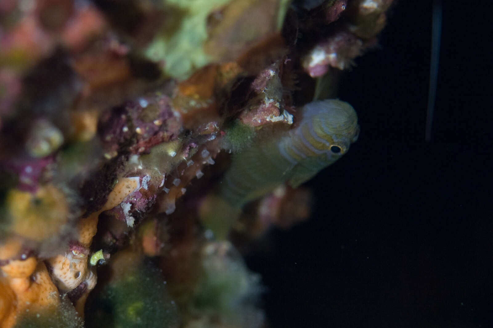 Image of Convict goby