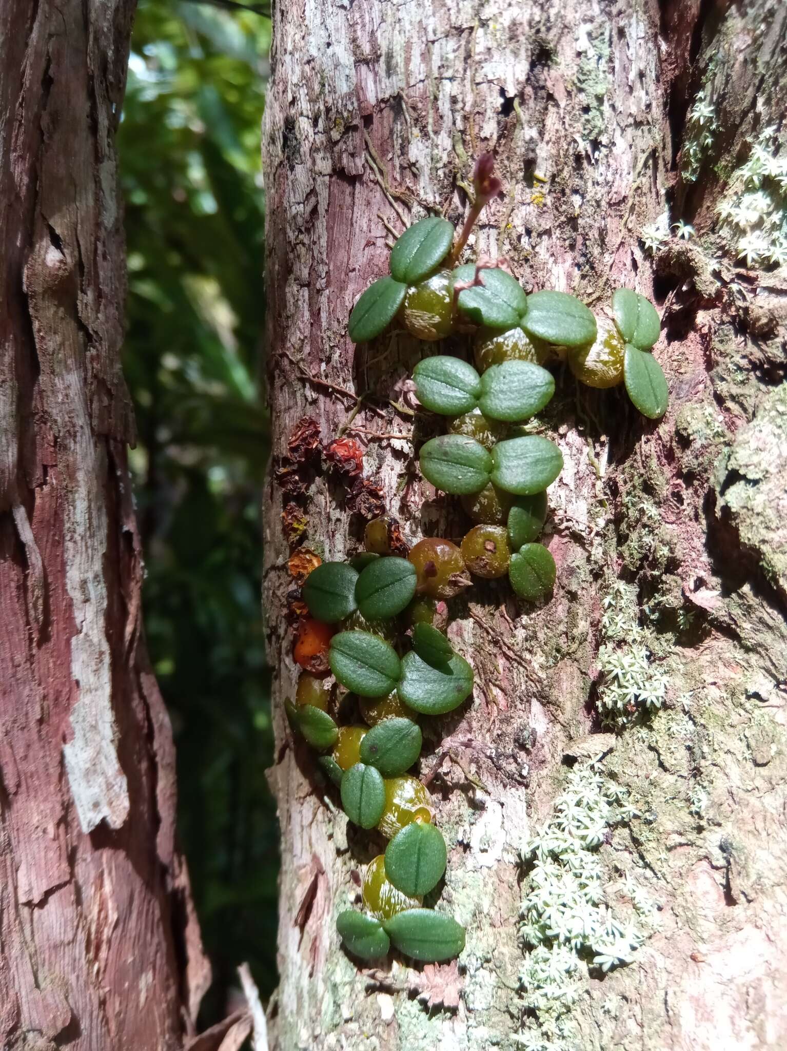 Image of Bulbophyllum complanatum H. Perrier