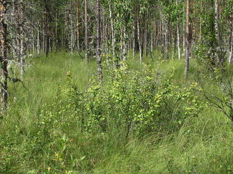 Image of Shrubby Birch