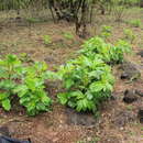 Image of Jatropha nana Dalzell & A. Gibson