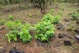 Image de Jatropha nana Dalzell & A. Gibson