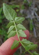 صورة Sisymbrium capense Thunb.