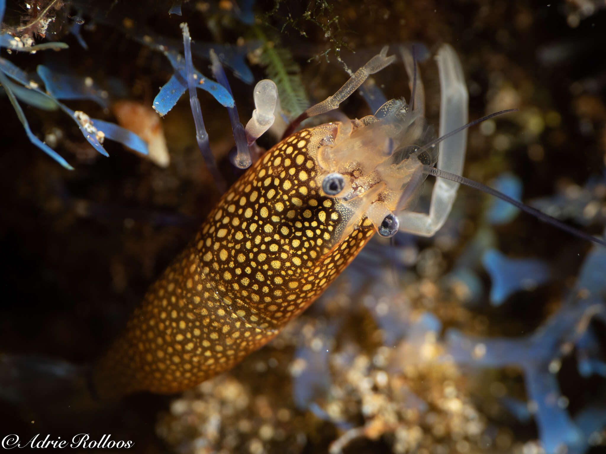 Image of golden-spotted shrimp