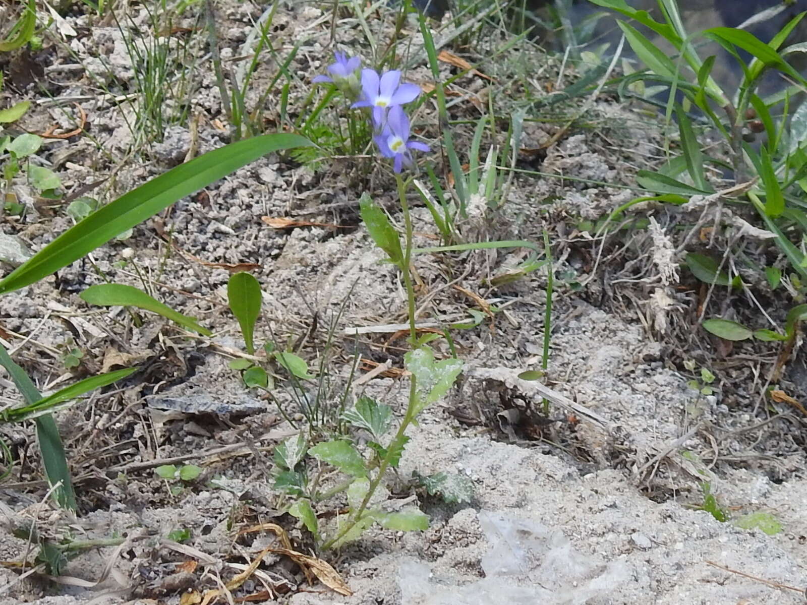 Image of Berlandier's Lobelia