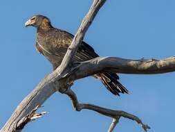 Image of Aquila audax audax (Latham 1801)