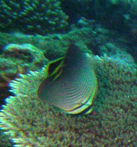 Image of Herringbone Butterflyfish