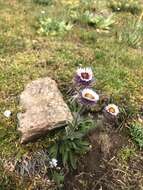 Image of Erigeron eriocalyx (Ledeb.) Vierhapper