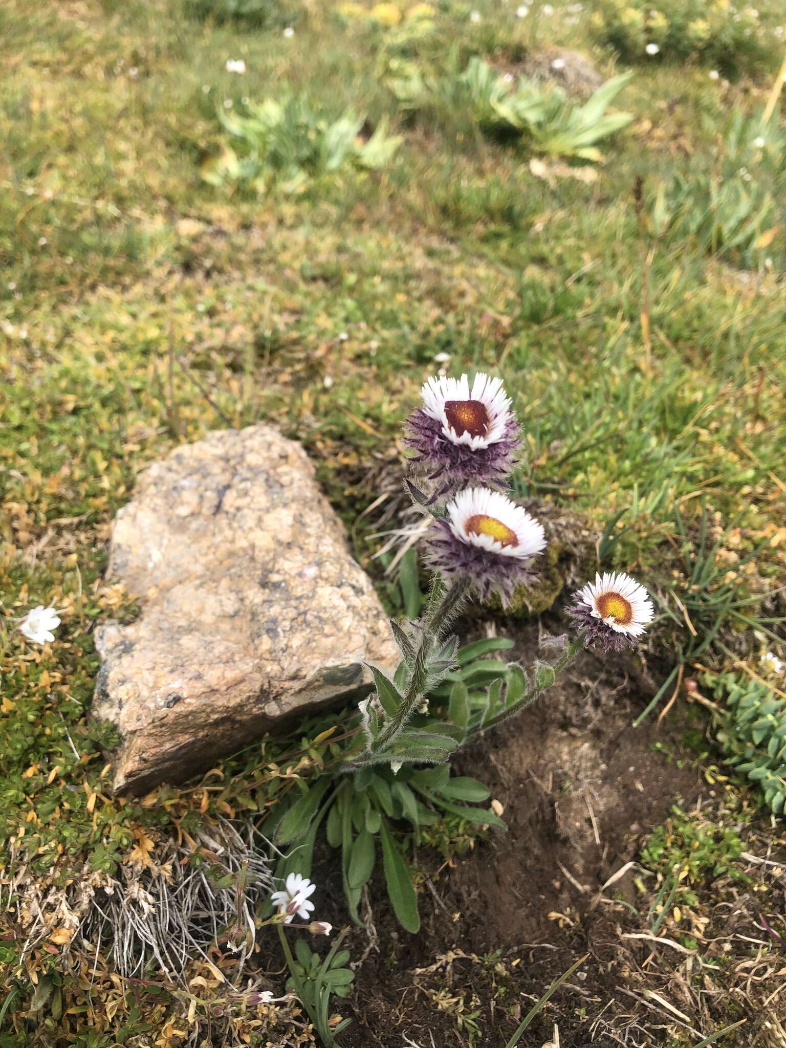 Image of Erigeron eriocalyx (Ledeb.) Vierhapper