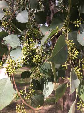 Imagem de Eucalyptus moluccana Roxb.