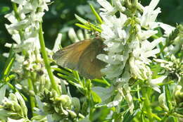 Imagem de Colias canadensis Ferris 1982