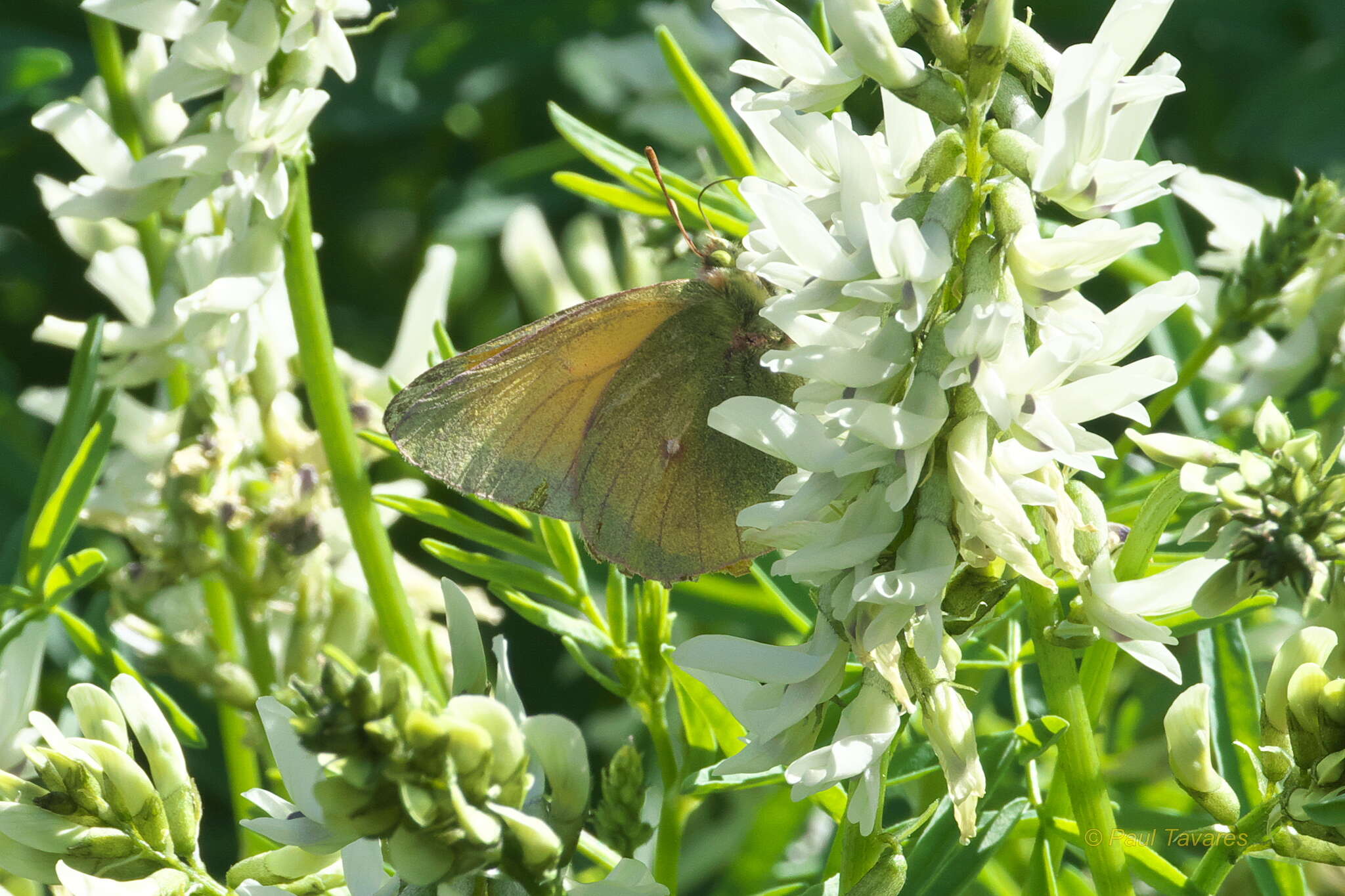 Imagem de Colias canadensis Ferris 1982