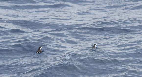 Image of Guadalupe Murrelet