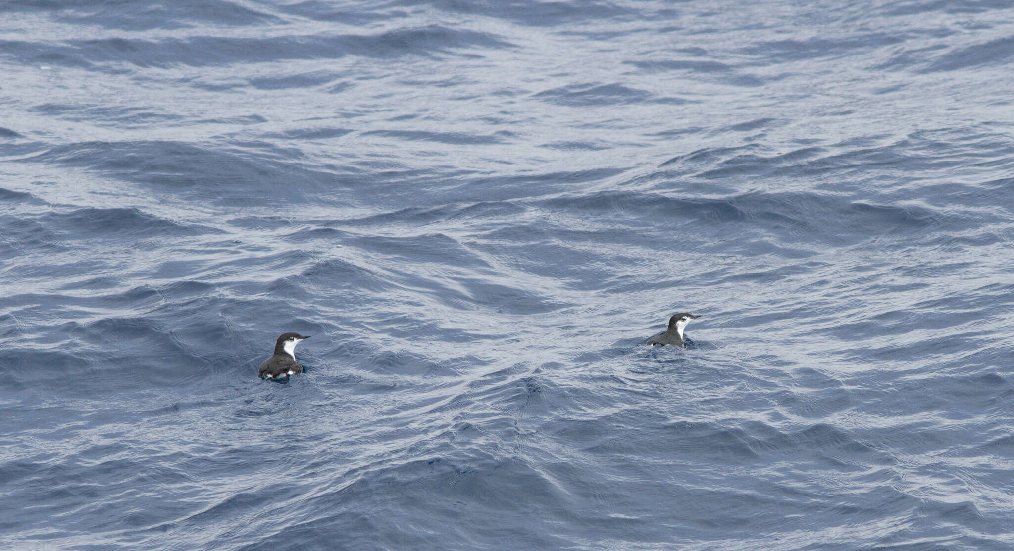 Image of Guadalupe Murrelet