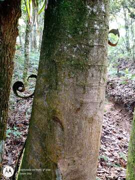 Image of Oreomunnea mexicana (Standl.) Leroy