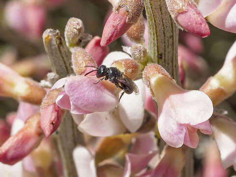 Image of Hylaeus canariensis Erlandsson 1983