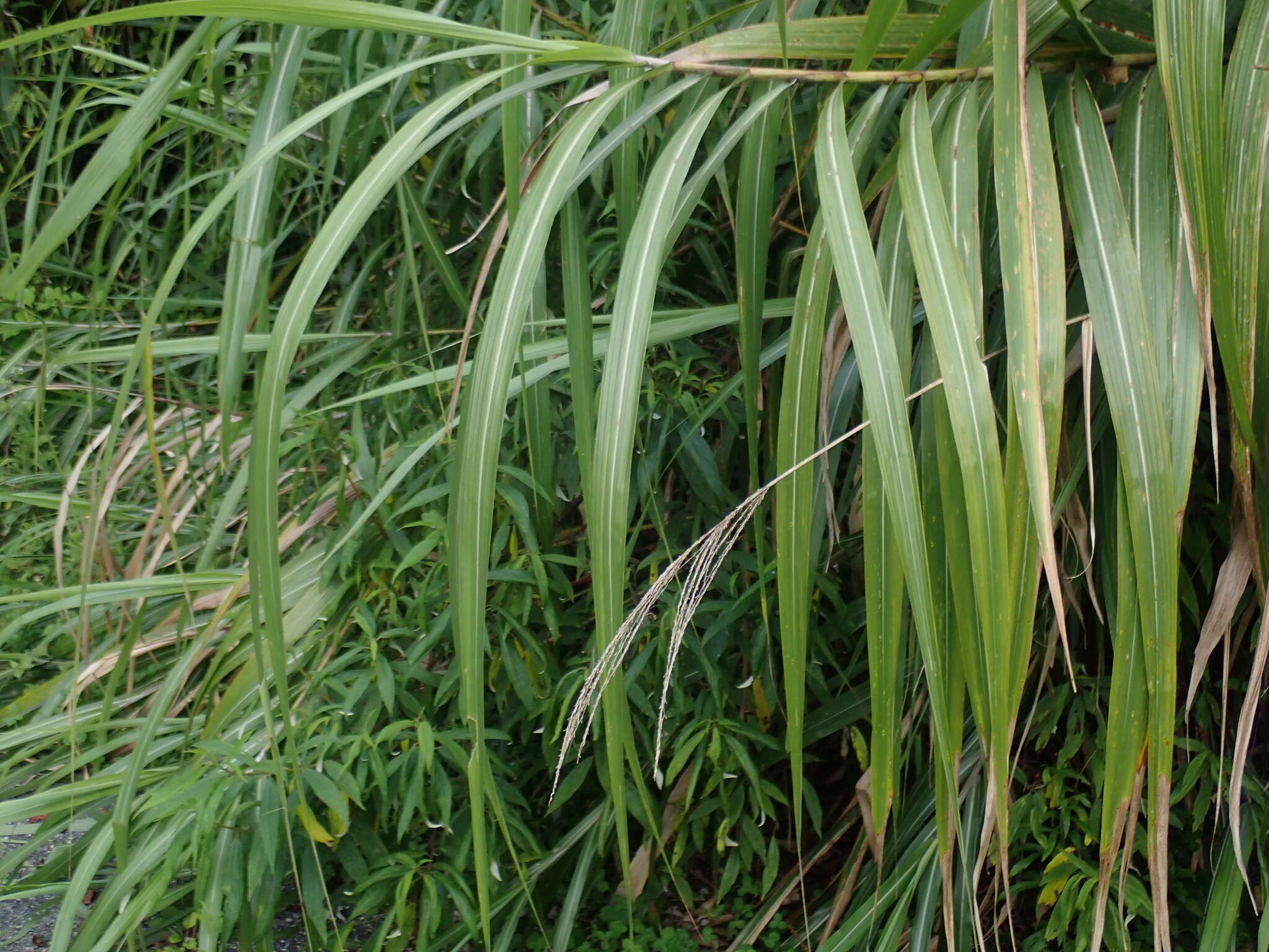 Imagem de Miscanthus floridulus (Labill.) Warb. ex K. Schum. & Lauterb.