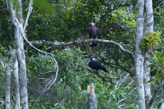 Image of Metallic Pigeon