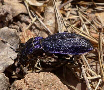 Image of Blue Ground Beetle