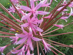 Image of Brunsvigia radulosa Herb.