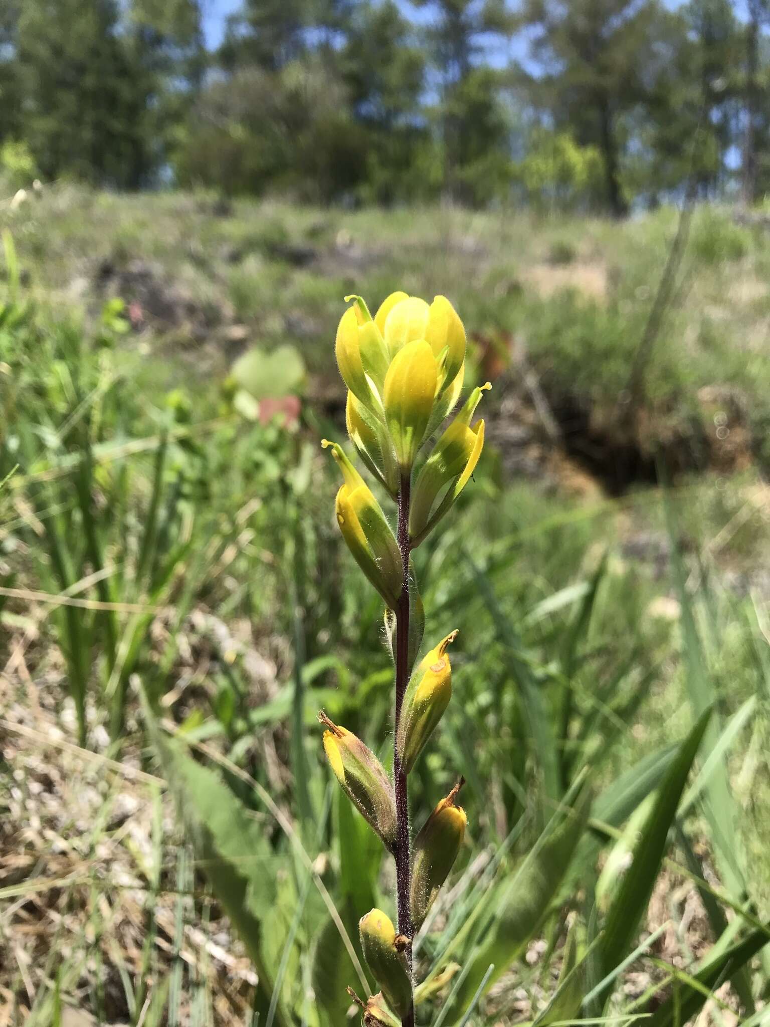 Слика од Castilleja kraliana J. R. Allison