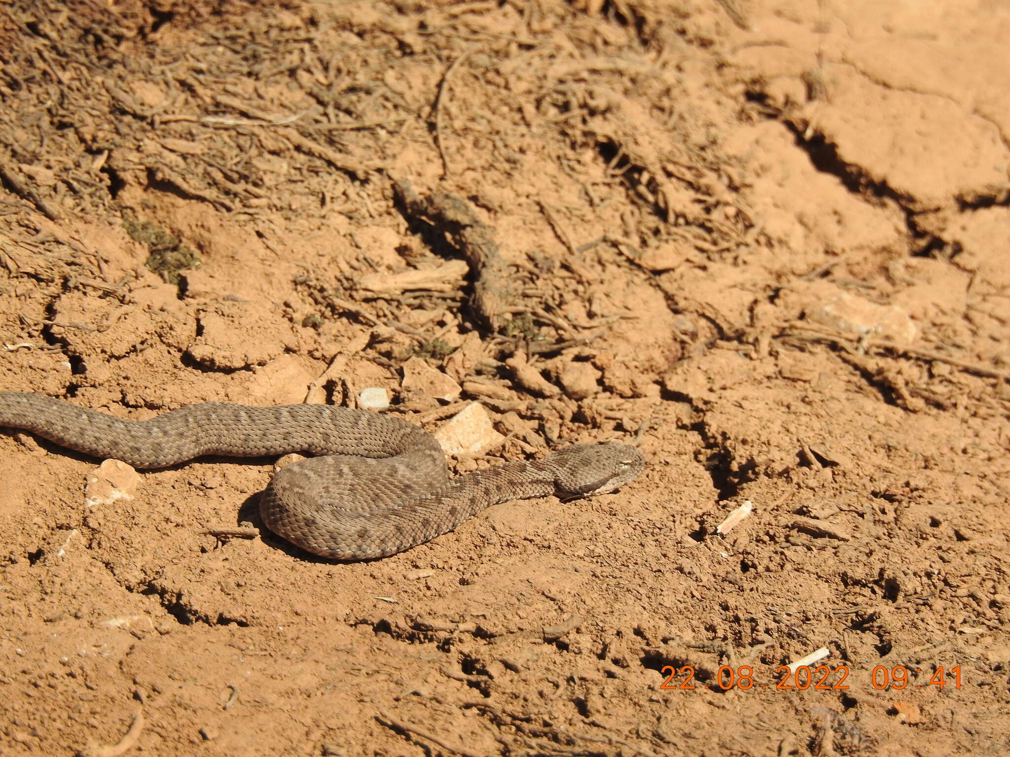 Image of Lebanon Viper