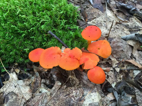 Image of Hygrocybe miniata (Fr.) P. Kumm. 1871