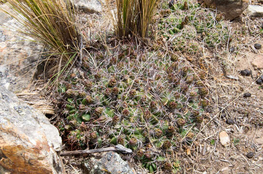 Echinopsis pentlandii (Hook.) Salm-Dyck ex A. Dietr. resmi