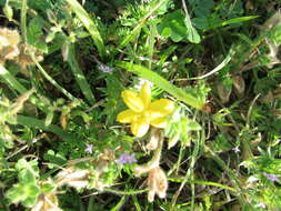 Image of common goldstar