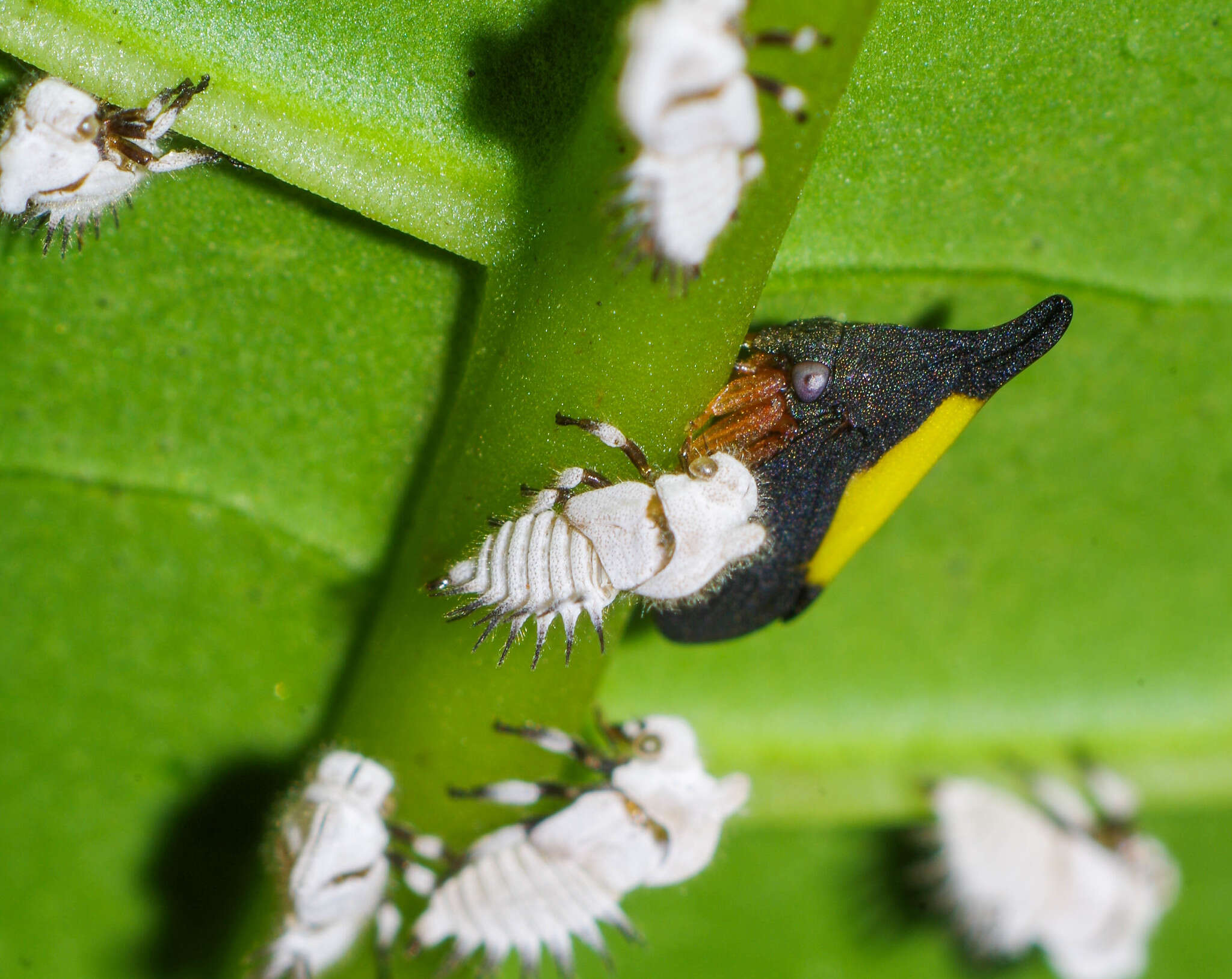 Image of Enchenopa ignidorsum Walker