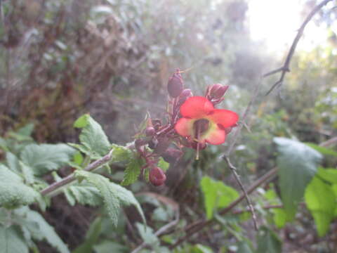 Image of Scrophularia calliantha Webb & Berth.