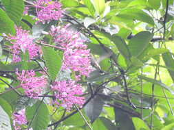 Image of Reddish Hermit