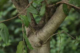 Image of Wrightia tinctoria R. Br.