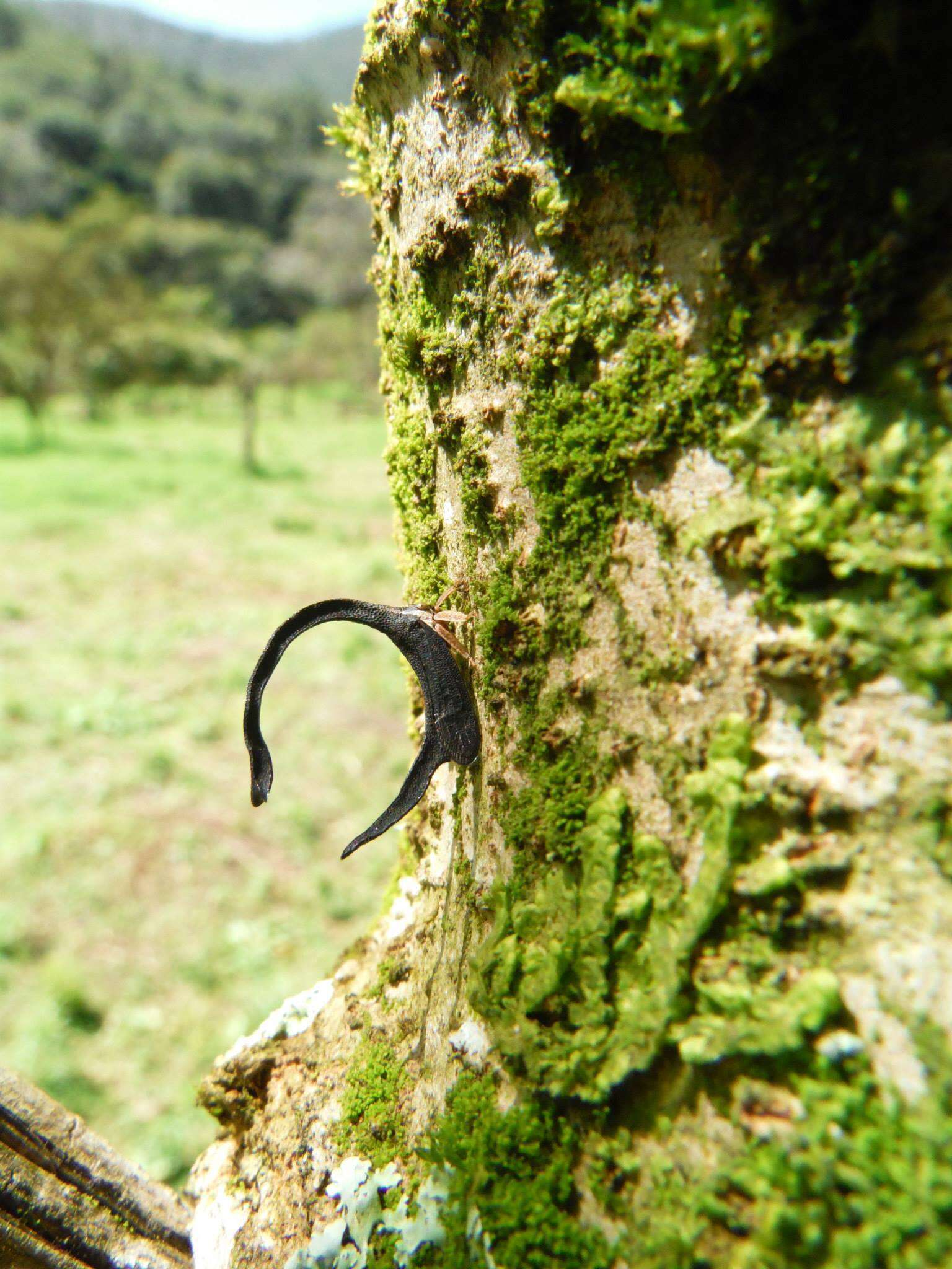 Imagem de Cladonota (Falculifera) apicalis Stål