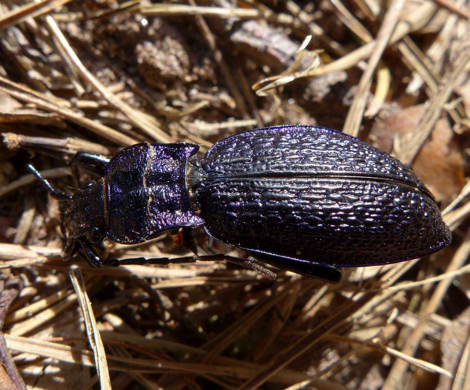 Image of Blue Ground Beetle