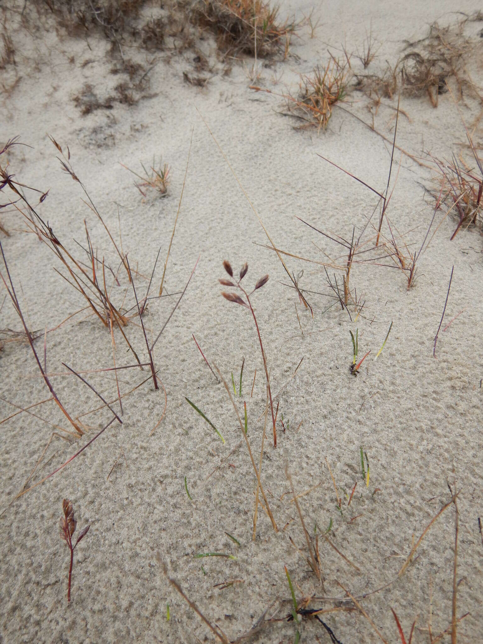 Image of Richardson's fescue