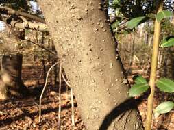 Image of Japanese holly