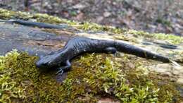 Image of Jefferson Salamander