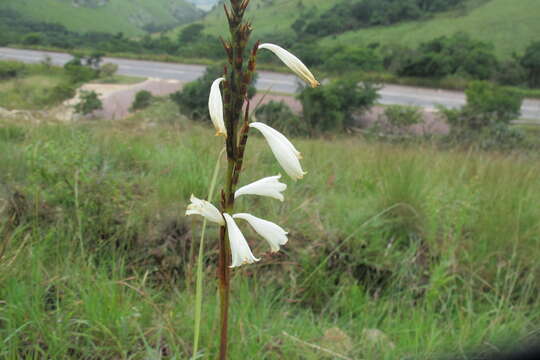 Sivun Watsonia watsonioides (Baker) Oberm. kuva