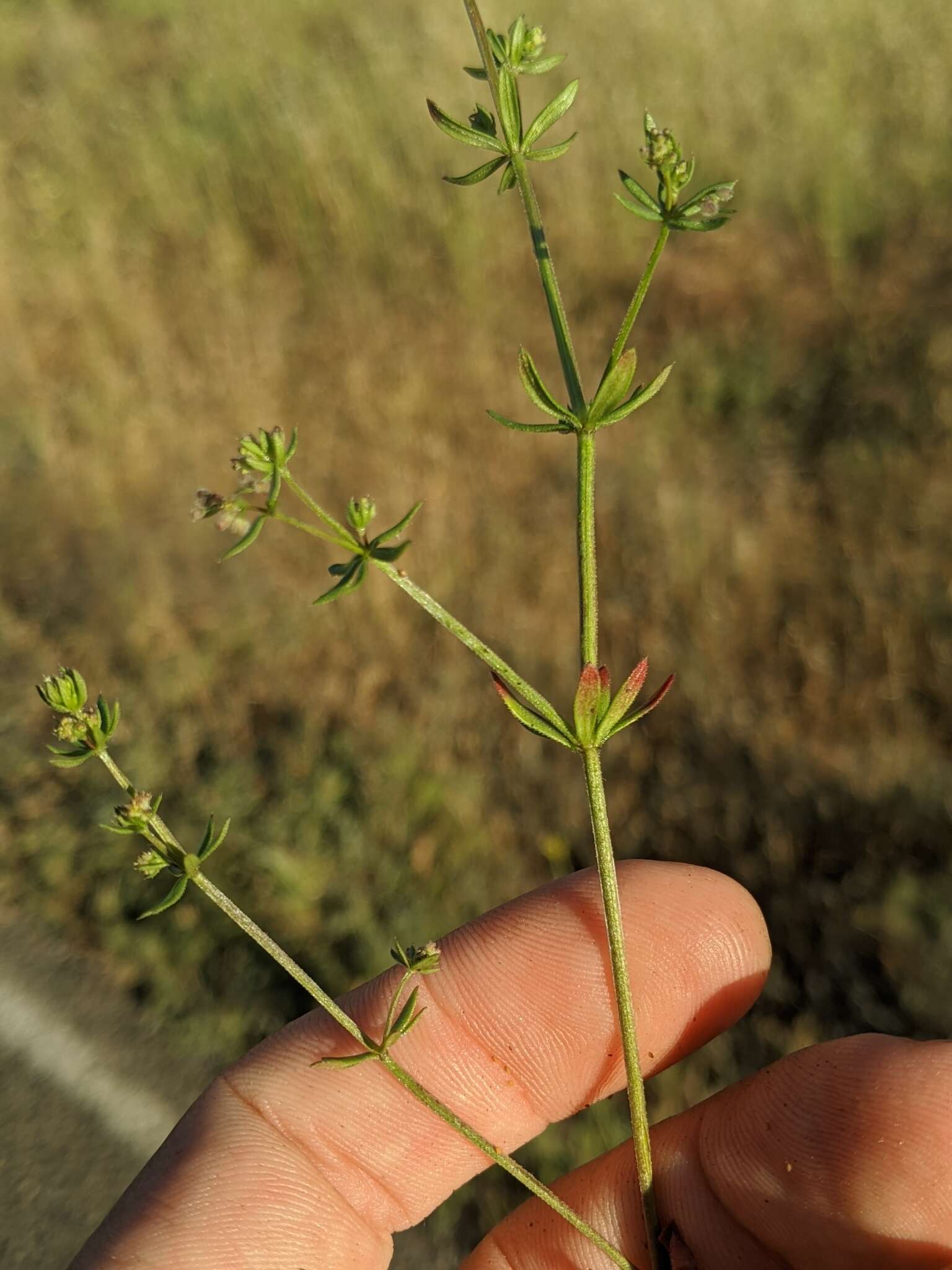 Image of wall bedstraw