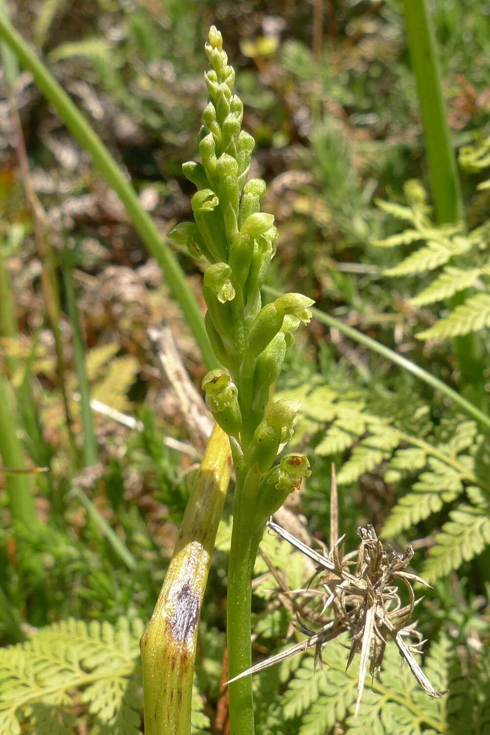 Image of Common onion orchid