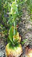 Image de Satyrium humile Lindl.