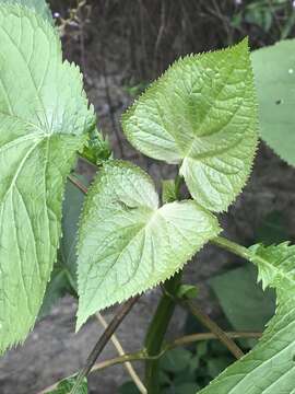 Image of Ageratina conspicua