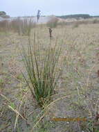 Image of Juncus kraussii Hochst.